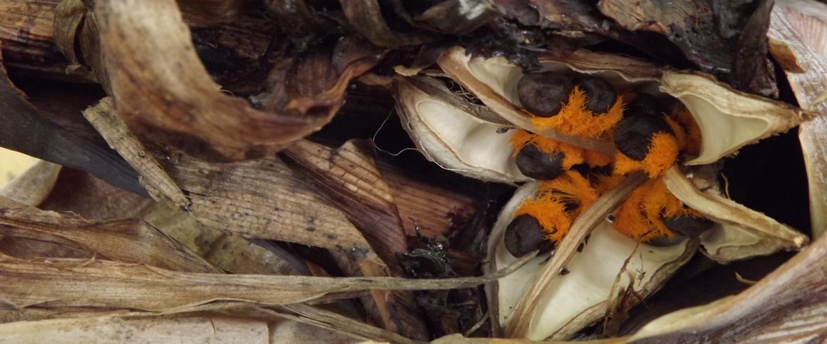 Capsule of Sterlitzia caulescens with seeds